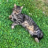 Jean Heude participe au concours pour gagner de l'argent avec cette photo : animal, cat, closeup, daylight, ears, feline, flowers, fur, grass, greenery, lying_down, nature, outdoor, paws, pet, relaxed, summer, sunlight, tabby_cat, whiskers
