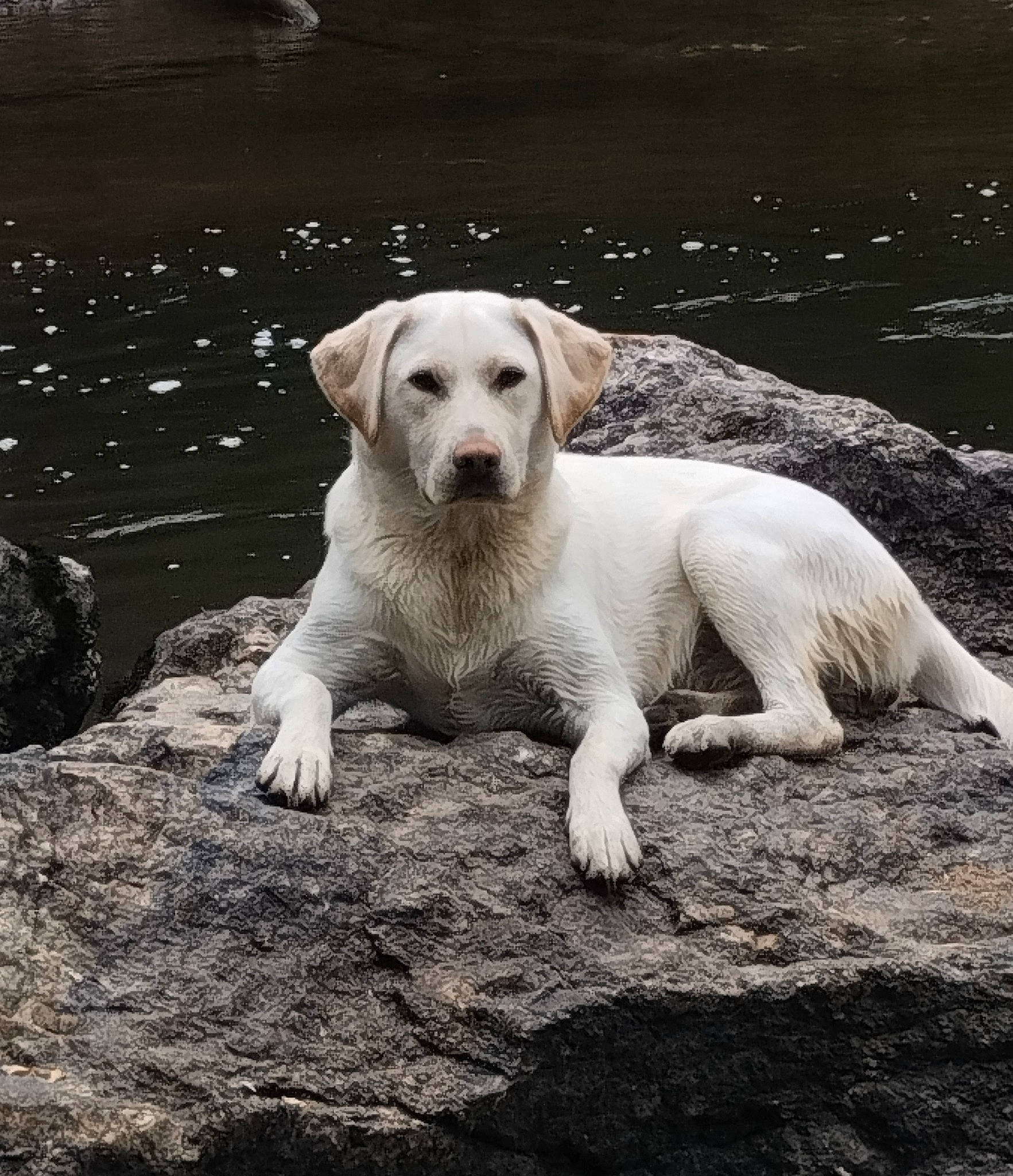 Thélia participe au concours pour gagner de l'argent avec cette photo : canidae, carnivore, companion_dog, dog, dog_breed, fawn, grass, labrador_retriever, liquid, monochrome, monochrome_photography, paw, retriever, snout, soil, sporting_group, street_dog, tail, water, working_animal