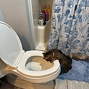 Chloe joined the competition — help win amazing prizes! cat, toilet, bathroom, shower_curtain, bath_mat, tile_floor, toiletries, open_toilet_lid, curious_cat, tabby_cat, blue_color, bathroom_wall, toilet_paper, pet, indoor, household, sink_area, floor_tile, water, collar