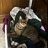 Chloe is registered to the contest to win money with this photo: cat, tabby_cat, laundry_basket, clothes, indoor, curious, feline, pet, wooden_furniture, carpeted_floor, collar, purple_collar, domestic_cat, resting, household, relaxed, looking_up, animal, cozy, home