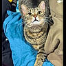 Chloe joined the competition — help win amazing prizes! cat, tabby, clothes, laundry, indoor, pet, fur, whiskers, yellow_eyes, curious, striped, paw, relaxed, cozy, fabric, home, animal, cute, soft, resting