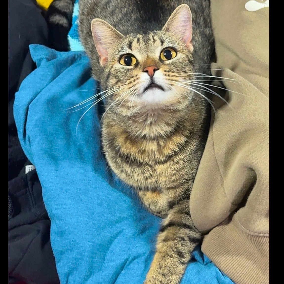 Chloe
