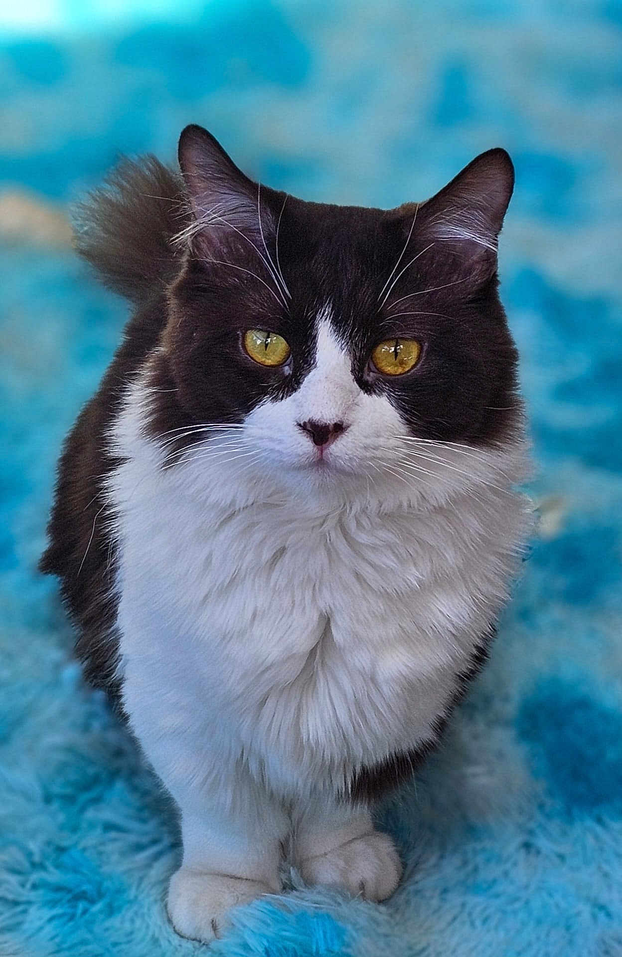 Coucougnette participe au concours pour gagner de l'argent avec cette photo : cat, feline, black_and_white, yellow_eyes, fluffy, sitting, pet, indoor, fur, whiskers, cute, animal, portrait, closeup, soft_texture, blue_rug, domestic_cat, alert, front_paws, looking