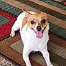 dog, small_dog, tongue_out, happy, indoor, carpet, rug, pet_carrier, brown, white, fur, floor, animal, cute, smiling, resting, domestic, companion, playful, home