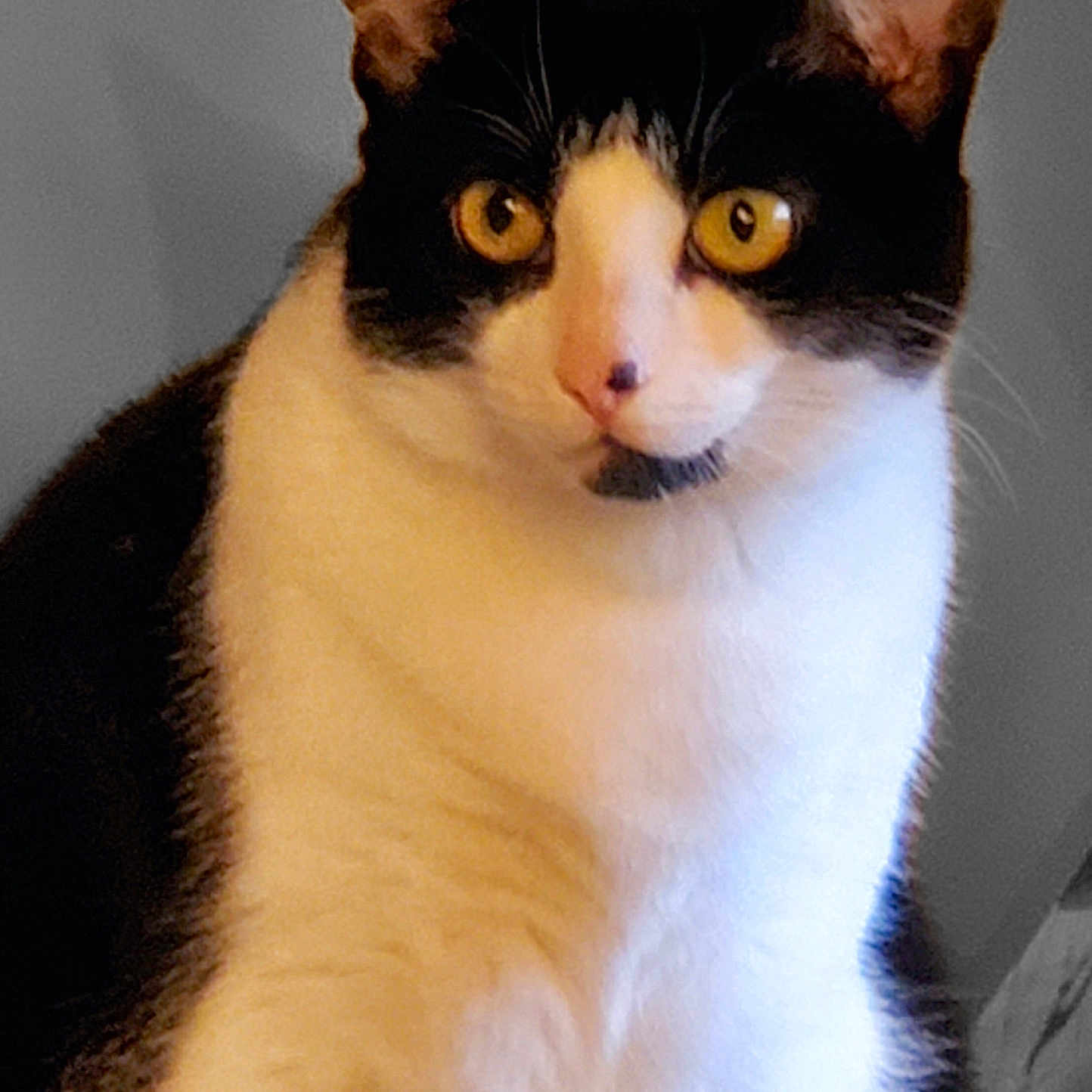 Sissy joined the competition — help win amazing prizes! abyssinian, angora, animal, blackcat, cat, kitten, manx, pet, siamese, snout