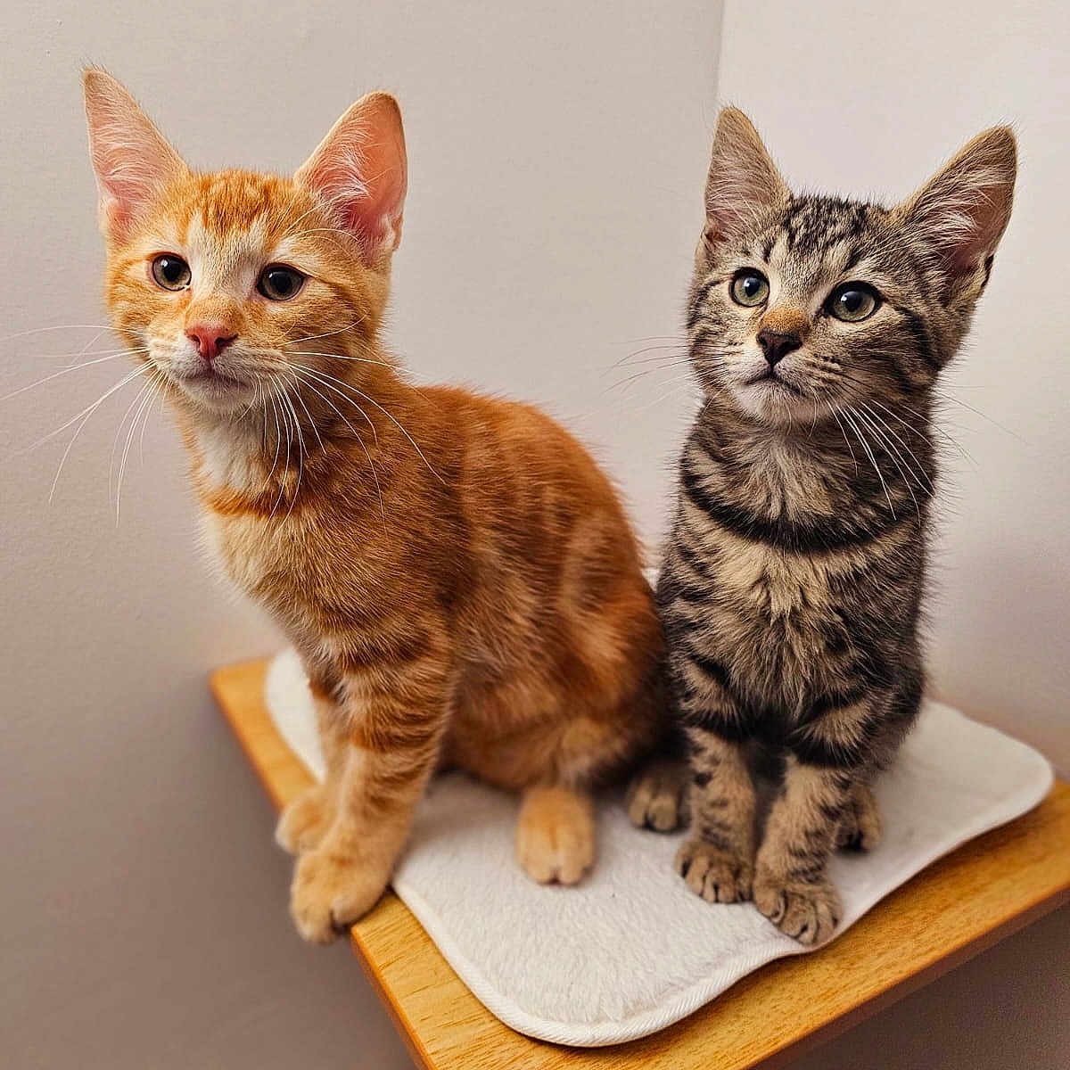 Rox Et Roucky a rejoint le concours — aidez-le/la à gagner de superbes lots ! abyssinian, angora, animal, cat, citrusfruit, desk, food, fruit, furniture, hardwood, kitten, manx, orange, pet, plant, plywood, produce, shelf, stainedwood, wood