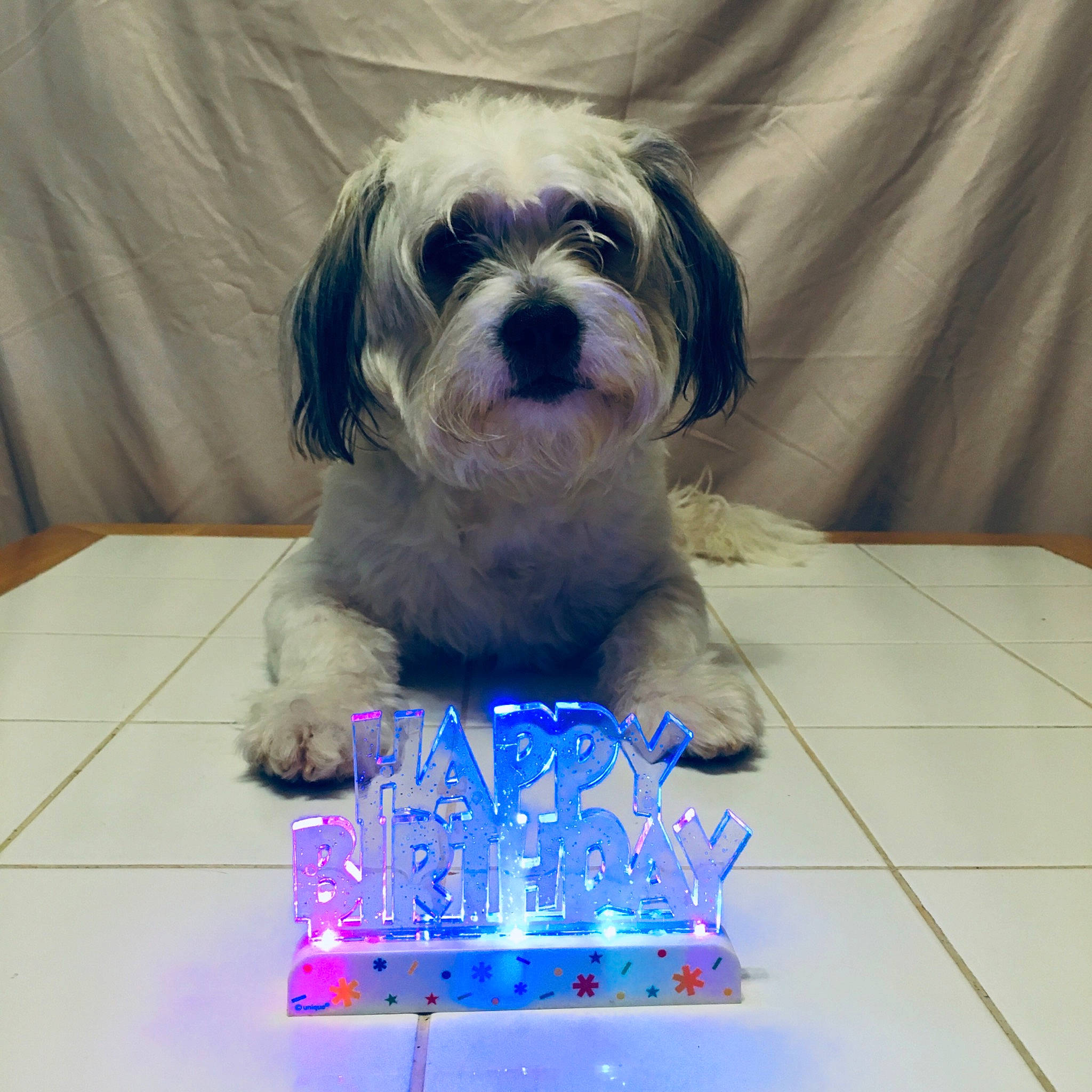 Hoss is registered to the contest to win money with this photo: automotive_tire, blue, canidae, carnivore, companion_dog, dog, dog_breed, dog_supply, electric_blue, flooring, fur, pet_supply, puppy_love, shih_tzu, small_terrier, smile, snout, sporting_group, terrier, toy_dog