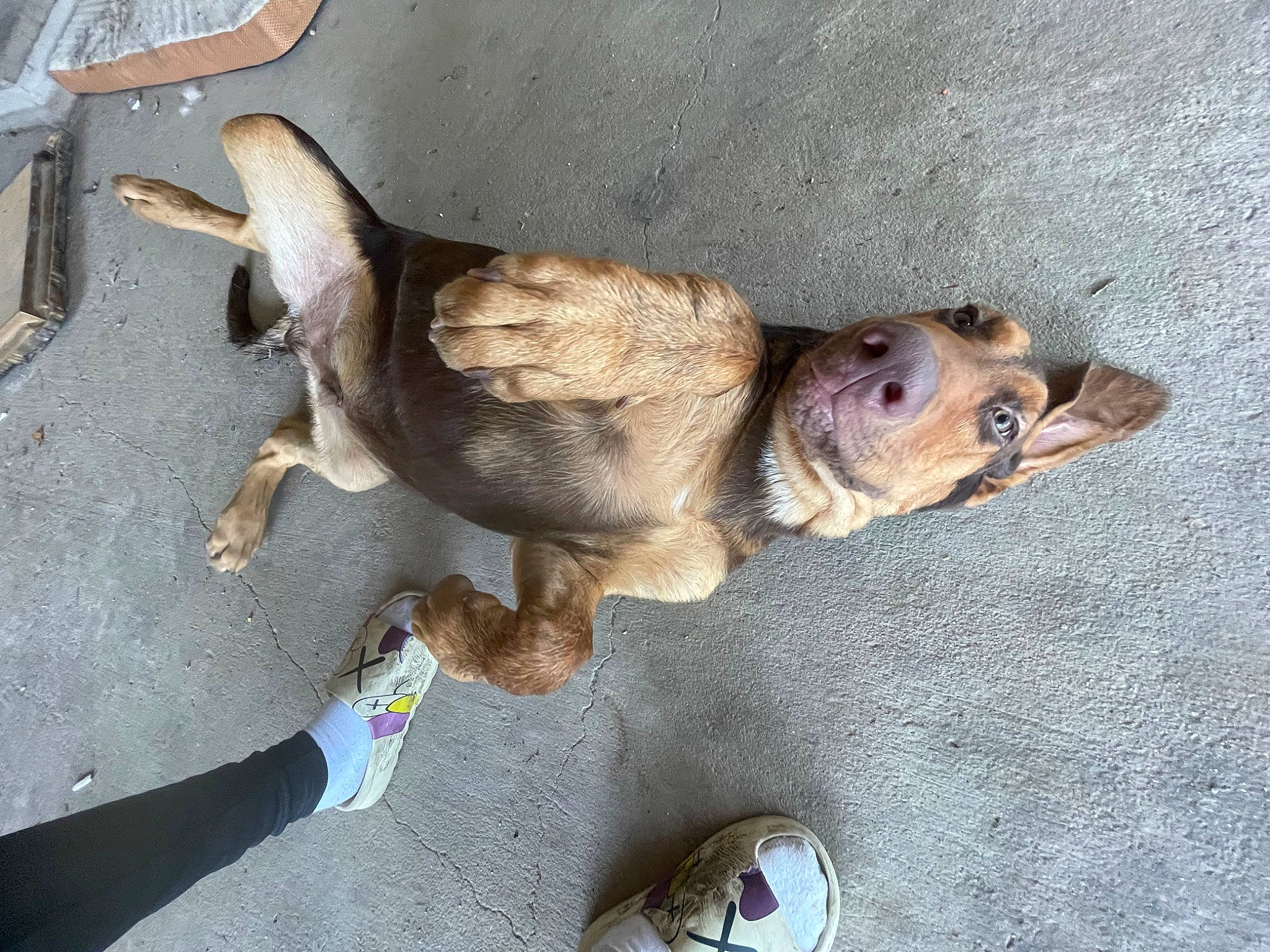 Big Boy joined the competition — help win amazing prizes! canidae, carnivore, claw, companion_dog, dog, dog_breed, fawn, fish, foot, fur, jaw, paw, reptile, snout, sporting_group, tail, terrestrial_animal, wood, working_animal