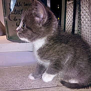 Lucifer is registered to the contest to win money with this photo: kitten, cat, gray_fur, white_paws, side_view, indoor, wooden_floor, basket, decor, curious, pet, small, feline, domestic_animal, young, whiskers, ears, sitting, closeup, furry