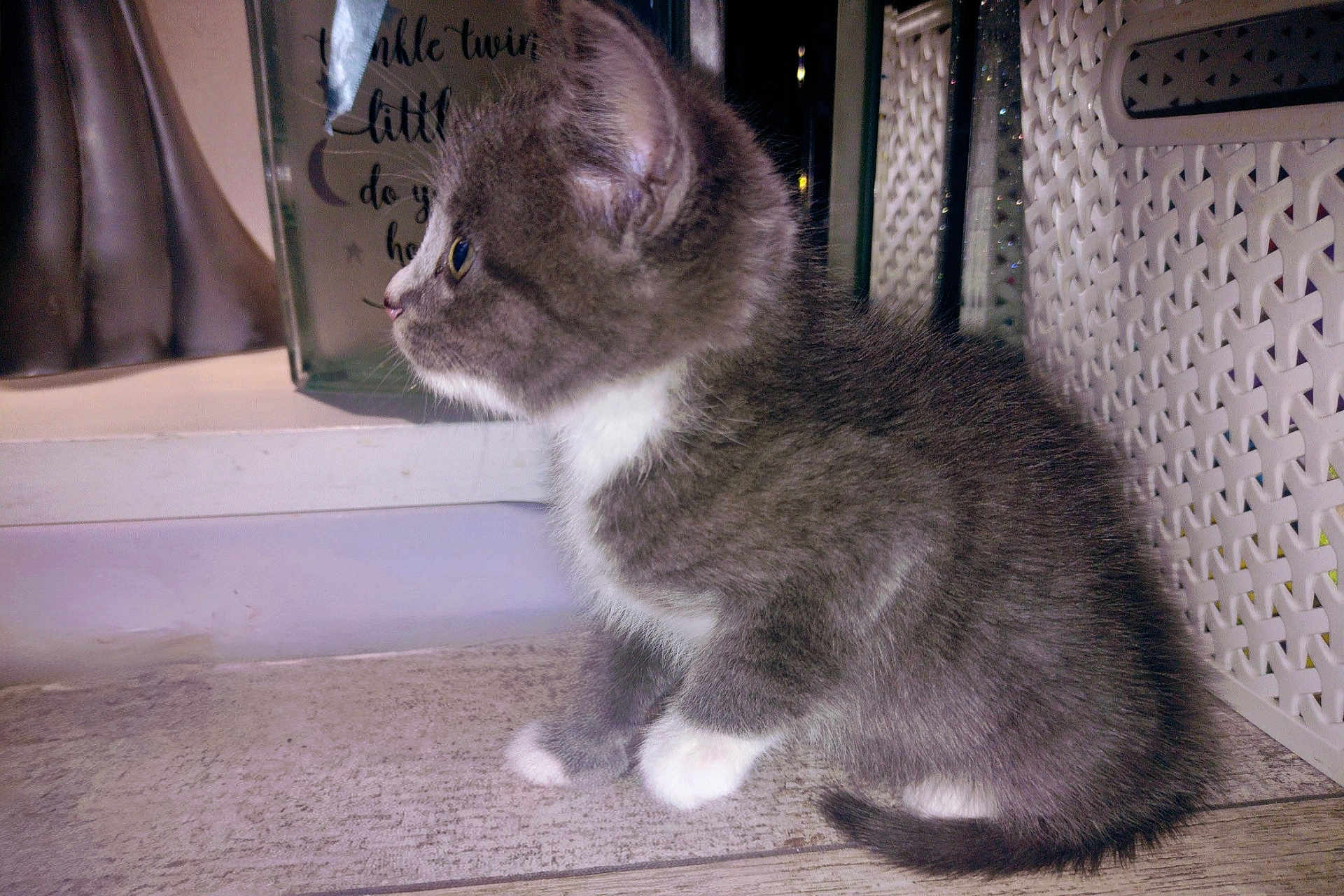 Lucifer is registered to the contest to win money with this photo: kitten, cat, gray_fur, white_paws, side_view, indoor, wooden_floor, basket, decor, curious, pet, small, feline, domestic_animal, young, whiskers, ears, sitting, closeup, furry
