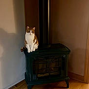 Fin is registered to the contest to win money with this photo: cat, orange_and_white_cat, wood_stove, stove, stovepipe, pet, indoor, hardwood_floor, wall, sitting, paws, feline, portrait, home_interior, cozy, shadow, furniture, gaze, domestic, floor_vent