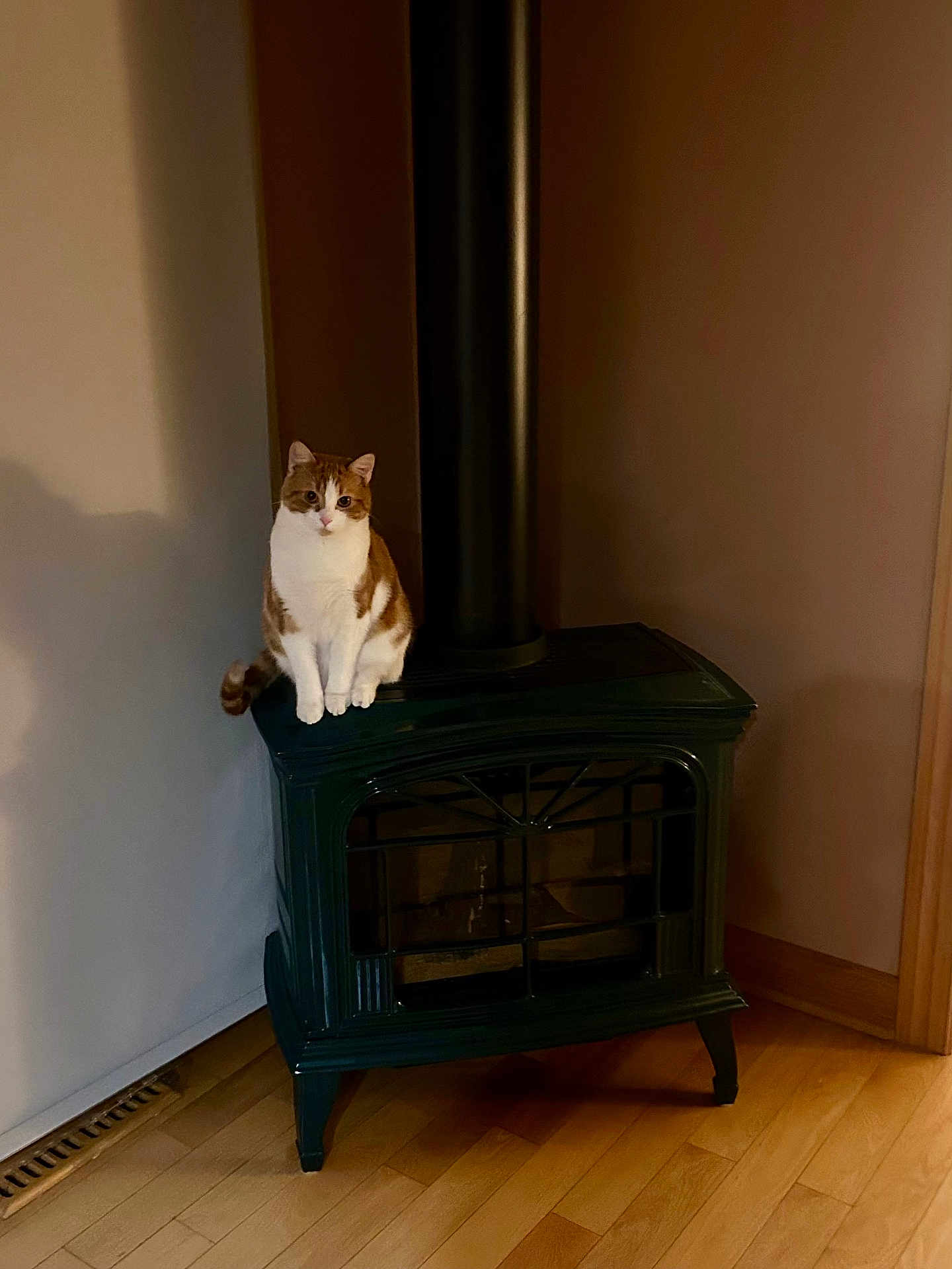 Fin is registered to the contest to win money with this photo: cat, orange_and_white_cat, wood_stove, stove, stovepipe, pet, indoor, hardwood_floor, wall, sitting, paws, feline, portrait, home_interior, cozy, shadow, furniture, gaze, domestic, floor_vent