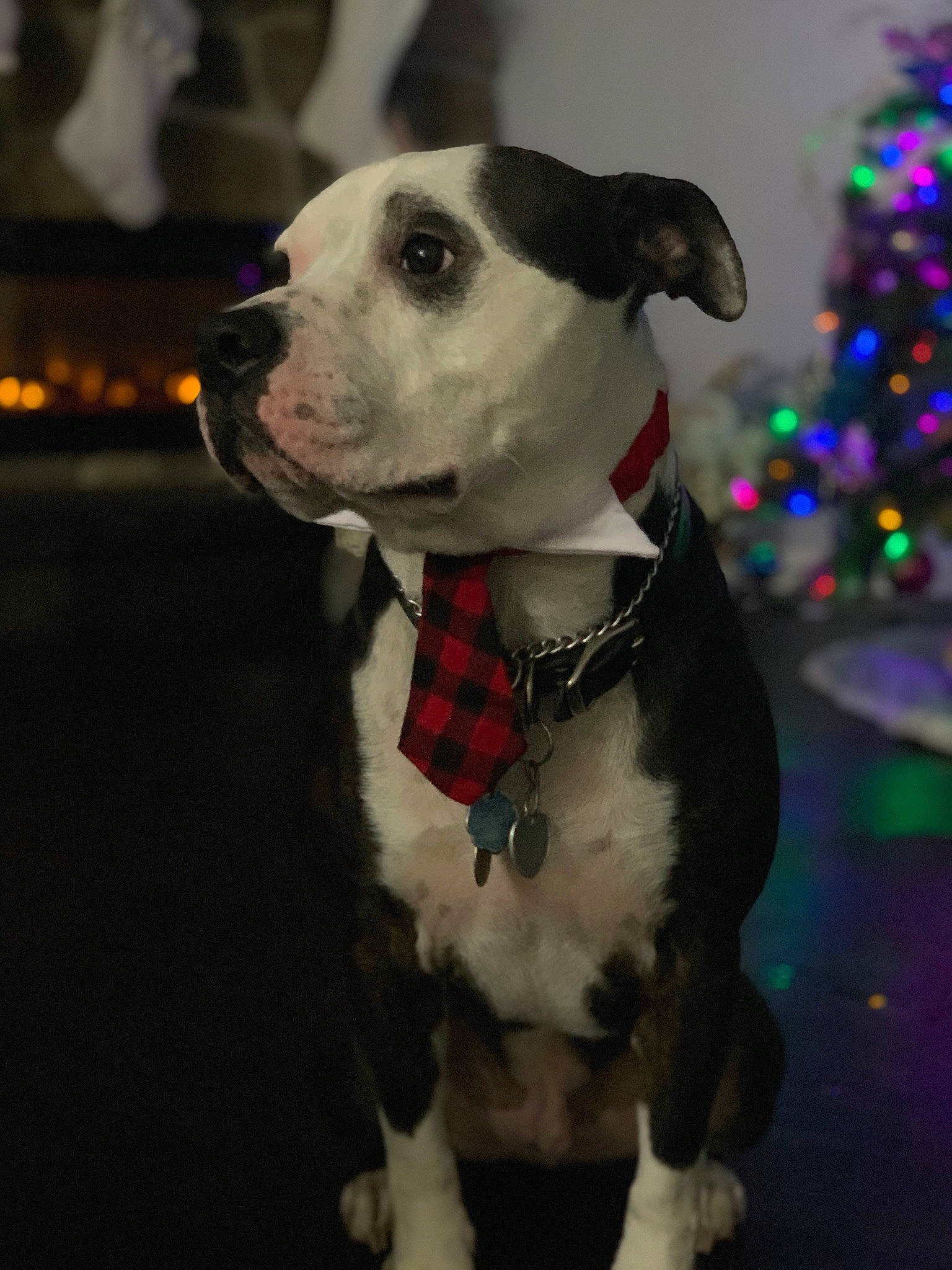 Po joined the competition — help win amazing prizes! canidae, carnivore, christmas_tree, collar, companion_dog, dalmatian, dog, dog_breed, dog_clothes, dog_collar, dog_supply, event, fawn, fur, leash, pet_supply, snout, sporting_group, whiskers, working_animal