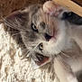 kitten, cat, gray, white, paw, fur, whiskers, carpet, texture, indoor, wood, playful, cute, pet, animal, closeup, face, eyes, relaxed, feline