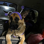 Daisy Mae joined the competition — help win amazing prizes! dog, german_shepherd, pet, costume, purple, headband, animal, inside_vehicle, night, paws, car, seat, window, reflection, fur, ears, canine, muzzle, collar, resting