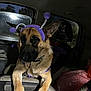 dog, german_shepherd, pet, costume, purple, headband, animal, inside_vehicle, night, paws, car, seat, window, reflection, fur, ears, canine, muzzle, collar, resting