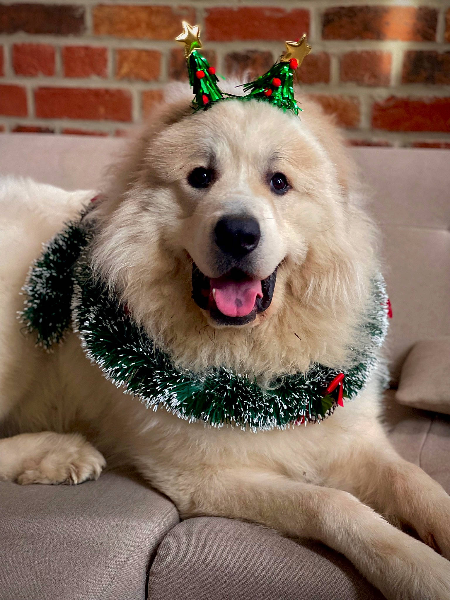 Saï participe au concours pour gagner de l'argent avec cette photo : canidae, carnivore, clock, collar, companion_dog, dog, dog_breed, dog_collar, dog_supply, fashion_accessory, fawn, happy, jewellery, leash, paw, pet_supply, smile, snout, sporting_group, whiskers