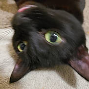 Izzy joined the competition — help win amazing prizes! animal, black_cat, blur, cat, close_up, curious, cute, ears, expression, face, feline, fur, green_eyes, indoor, lying_down, pet, soft, texture, tongue, whiskers