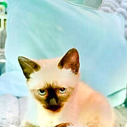 Archie is registered to the contest to win money with this photo: cat, kitten, siamese, blue_eyes, ears, fur, pet, indoor, pillow, soft_surface, animal, cute, feline, young, resting, close_up, blurry, light, background, domestic