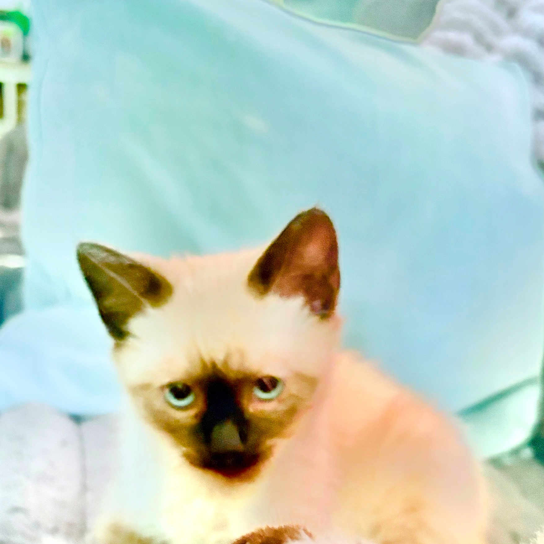 Archie