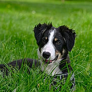 Oli a rejoint le concours — aidez-le/la à gagner de superbes lots ! animal, black_and_white, canine, collar, cute, dog, ears, eyes, fur, grass, green, meadow, nature, outdoor, pet, playful, puppy, snout, summer, young