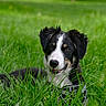 animal, black_and_white, canine, collar, cute, dog, ears, eyes, fur, grass, green, meadow, nature, outdoor, pet, playful, puppy, snout, summer, young