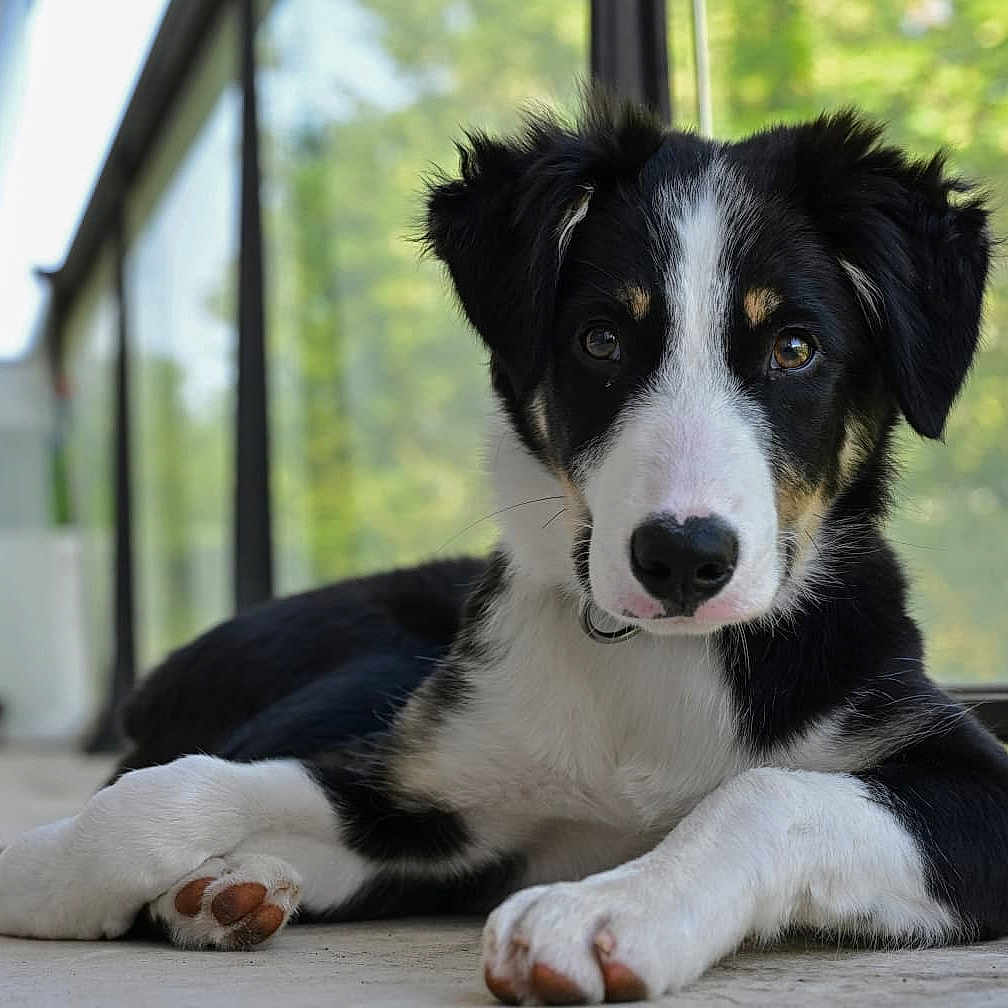 Oli