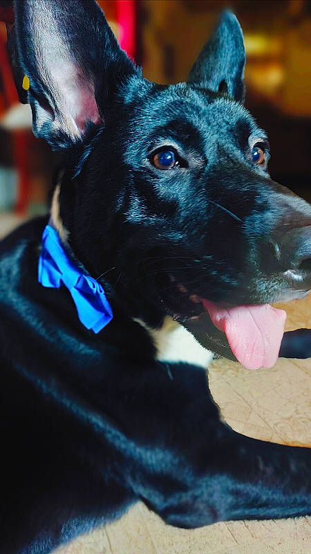 Duke is registered to the contest to win money with this photo: canidae, carnivore, collar, companion_dog, dog, dog_breed, dog_collar, dog_supply, ear, electric_blue, fawn, fur, guard_dog, non_sporting_group, snout, sporting_group, toy_dog, whiskers, working_animal, working_dog