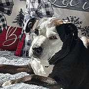 Lola is registered to the contest to win money with this photo: animal, black_and_white, blanket, canine, comfort, companion, cozy, cute, decor, dog, fur, holiday, indoor, lying_down, pet, pillows, portrait, relaxed, resting, sunlight