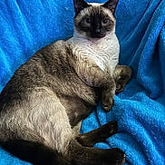 Odin joined the competition — help win amazing prizes! animal, blanket, blue_blanket, blue_eyes, cat, cozy, cute, domestic_animal, feline, fur, indoor, laying_down, mammal, paw, pet, relaxed, resting, siamese_cat, soft_texture, whiskers