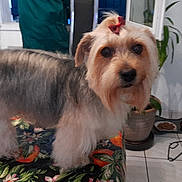 Reyna participe au concours pour gagner de l'argent avec cette photo : dog, pet, indoor, table, bow, fur, animal, plant, floor, tile, food_bowl, curious, decor, window, leash, black_chair, face, small_dog, colorful, tablecloth