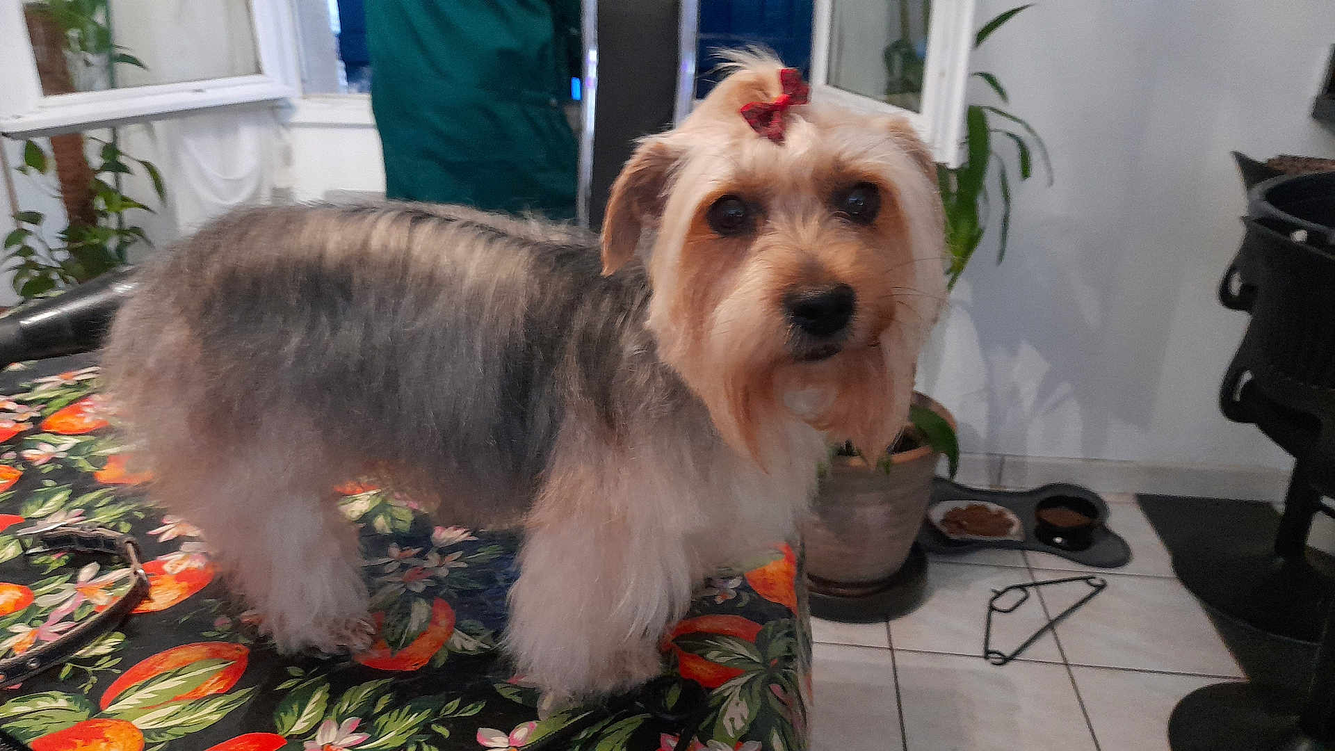 Reyna participe au concours pour gagner de l'argent avec cette photo : dog, pet, indoor, table, bow, fur, animal, plant, floor, tile, food_bowl, curious, decor, window, leash, black_chair, face, small_dog, colorful, tablecloth