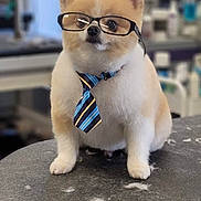Moose joined the competition — help win amazing prizes! accessory, animal, business_style, companion, cute, dog, domestic_animal, eyewear, fluffy, focused, furry, glasses, grooming_table, indoor, pet, portrait, sitting, small_dog, tie, tie_striped