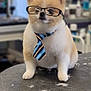 accessory, animal, business_style, companion, cute, dog, domestic_animal, eyewear, fluffy, focused, furry, glasses, grooming_table, indoor, pet, portrait, sitting, small_dog, tie, tie_striped