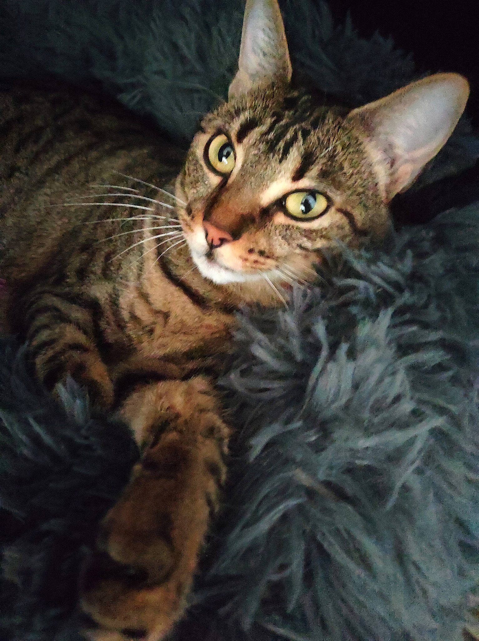 Nelly a rejoint le concours — aidez-le/la à gagner de superbes lots ! carnivore, cat, darkness, domestic_short_haired_cat, felidae, fur, small_to_medium_sized_cats, snout, terrestrial_animal, tree, whiskers, wildlife