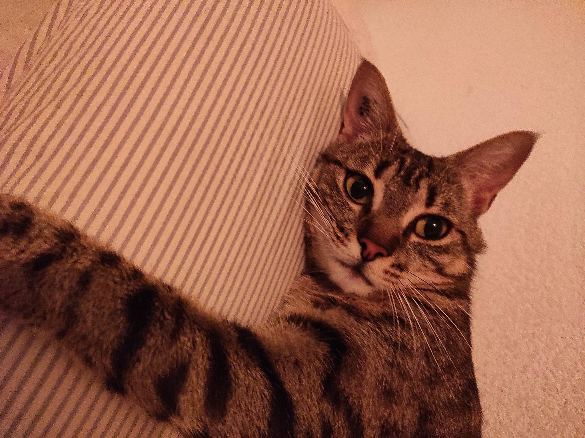 Nelly a rejoint le concours — aidez-le/la à gagner de superbes lots ! carnivore, cat, comfort, domestic_short_haired_cat, eye, fawn, felidae, fur, head, iris, pattern, sitting, small_to_medium_sized_cats, snout, tail, terrestrial_animal, tree, whiskers, wildlife, wood