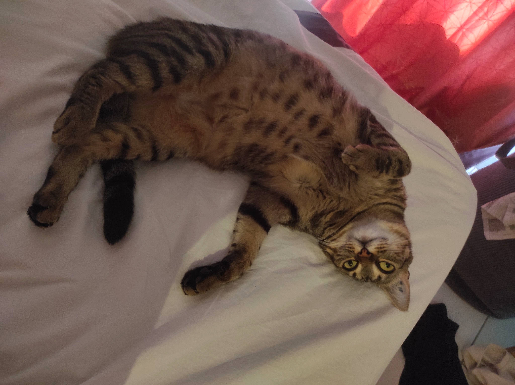 Nelly participe au concours pour gagner de l'argent avec cette photo : bed, carnivore, cat, cat_bed, claw, comfort, couch, domestic_short_haired_cat, fawn, felidae, fur, head, linens, nap, paw, small_to_medium_sized_cats, snout, tail, terrestrial_animal, whiskers