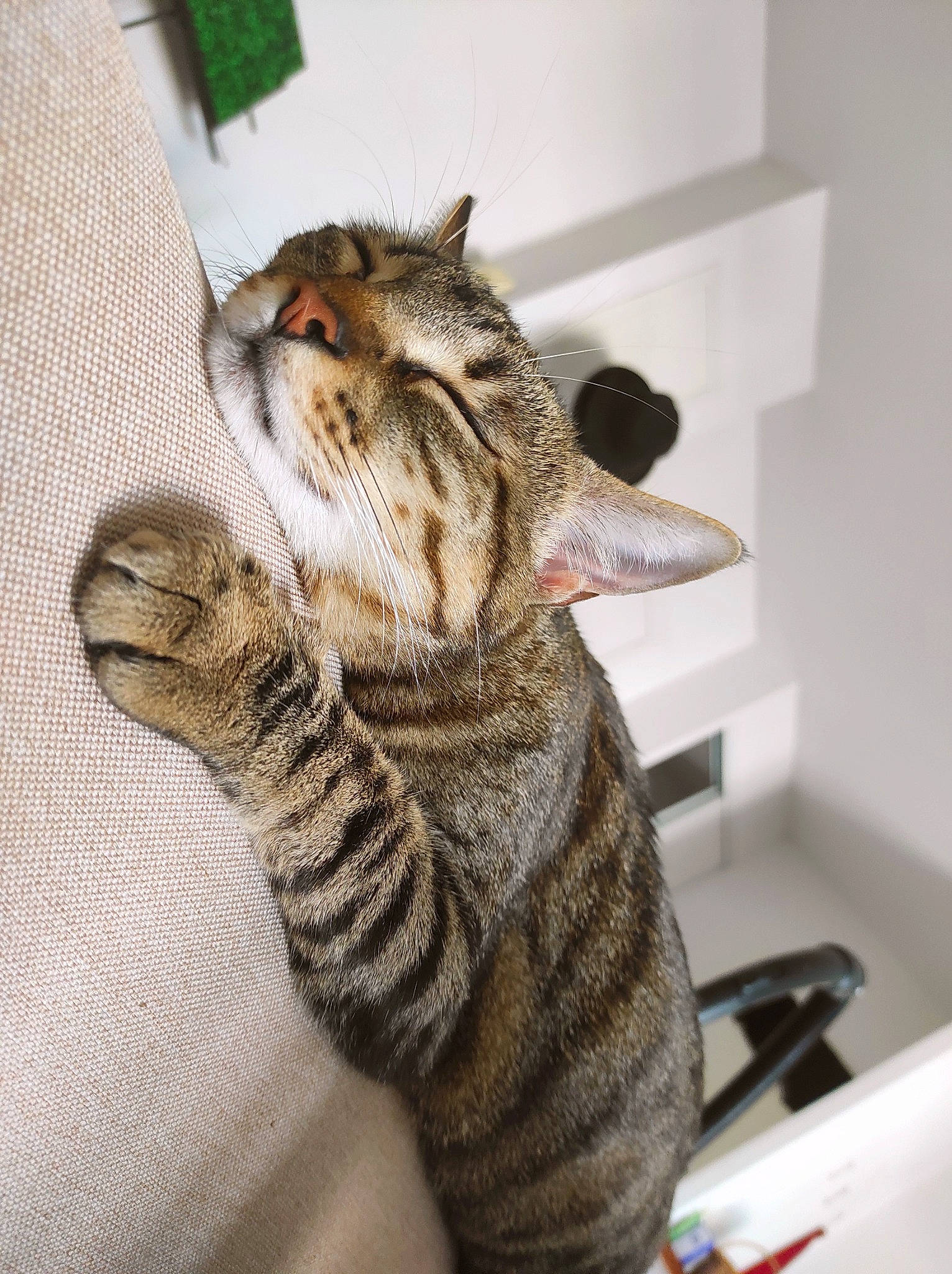 Nelly participe au concours pour gagner de l'argent avec cette photo : carnivore, cat, claw, comfort, domestic_short_haired_cat, eye, fawn, felidae, foot, fur, paw, sitting, small_to_medium_sized_cats, snout, tail, terrestrial_animal, whiskers