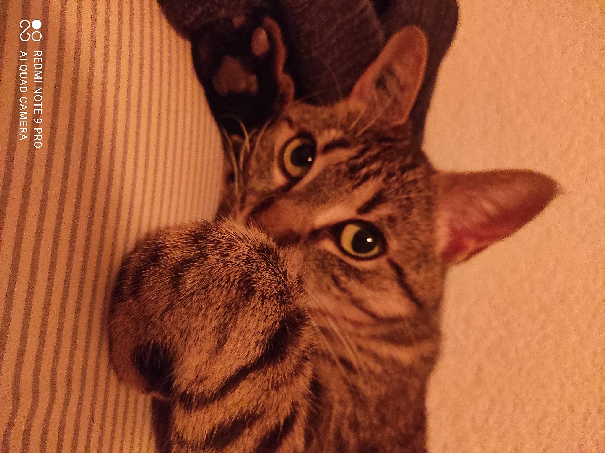 Nelly participe au concours pour gagner de l'argent avec cette photo : carnivore, cat, close_up, domestic_short_haired_cat, ear, eye, felidae, fur, iris, paw, small_to_medium_sized_cats, snout, tail, terrestrial_animal, whiskers, wildlife, wood