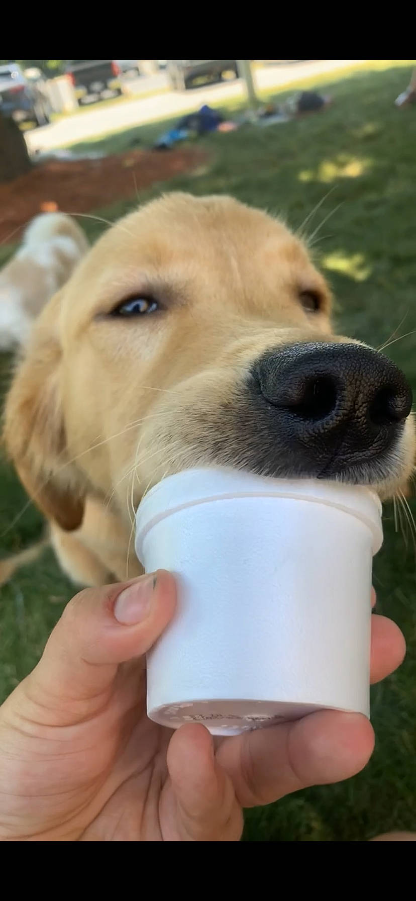 Thor joined the competition — help win amazing prizes! carnivore, collar, companion_dog, dog, dog_breed, dog_collar, dog_supply, ear, fashion_accessory, fawn, finger, gesture, hand, nail, pet_supply, selfie, snout, sporting_group, whiskers, working_animal