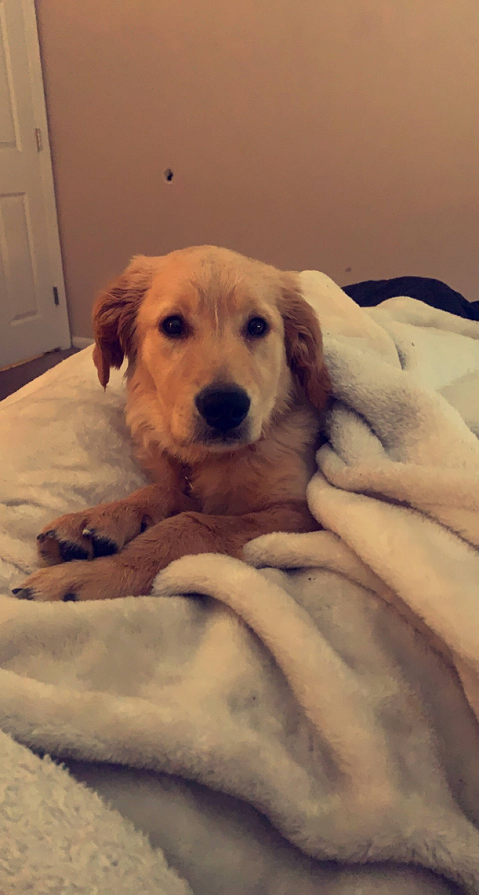 Thor is registered to the contest to win money with this photo: cabinetry, carnivore, comfort, companion_dog, cupboard, dog, dog_breed, drawer, fawn, flooring, fur, happy, hardwood, paw, retriever, snout, whiskers, white, wood, working_animal