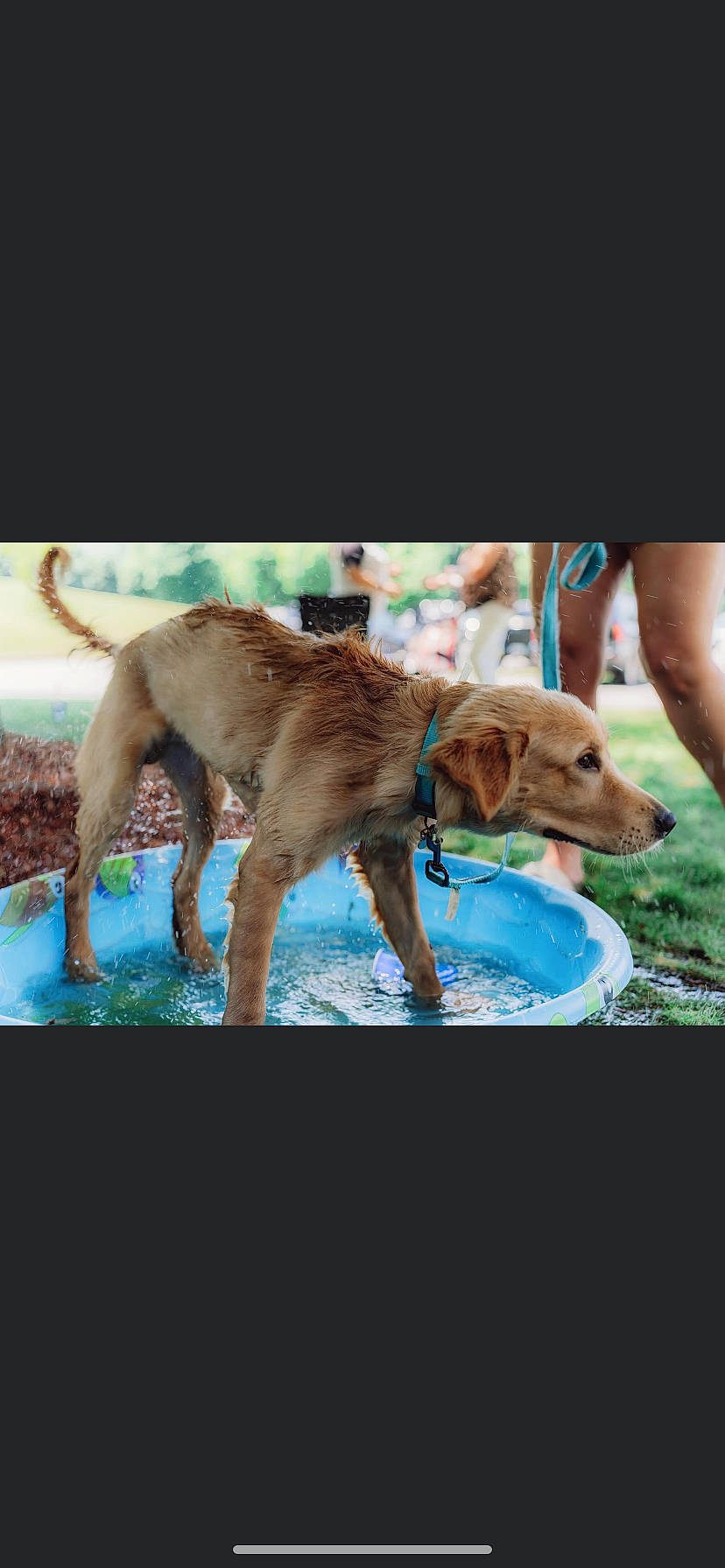 Thor joined the competition — help win amazing prizes! canidae, carnivore, collar, companion_dog, dog, dog_breed, dog_collar, dog_supply, fawn, hunting_dog, liver, plant, rectangle, working_animal