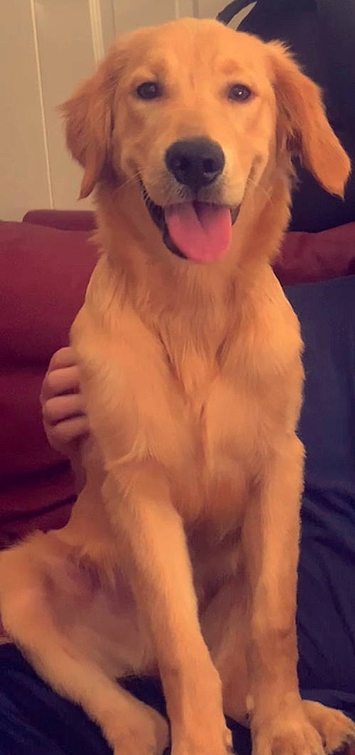 Thor is registered to the contest to win money with this photo: carnivore, companion_dog, dog, dog_breed, fawn, fur, giant_dog_breed, golden_retriever, guard_dog, gun_dog, happy, mammal, paw, retriever, sporting_group, tail, water, whiskers, working_animal, working_dog