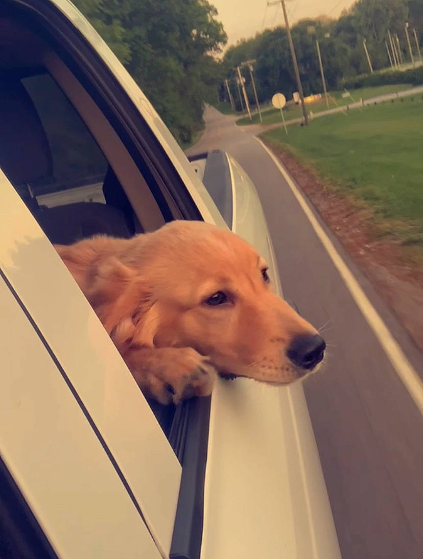 Thor is registered to the contest to win money with this photo: asphalt, automotive_exterior, automotive_lighting, car, carnivore, companion_dog, dog, dog_breed, fawn, hood, plant, road_surface, sky, snout, tints_and_shades, tree, vehicle, vehicle_door, window, windscreen_wiper