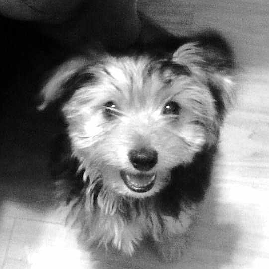 Oliver