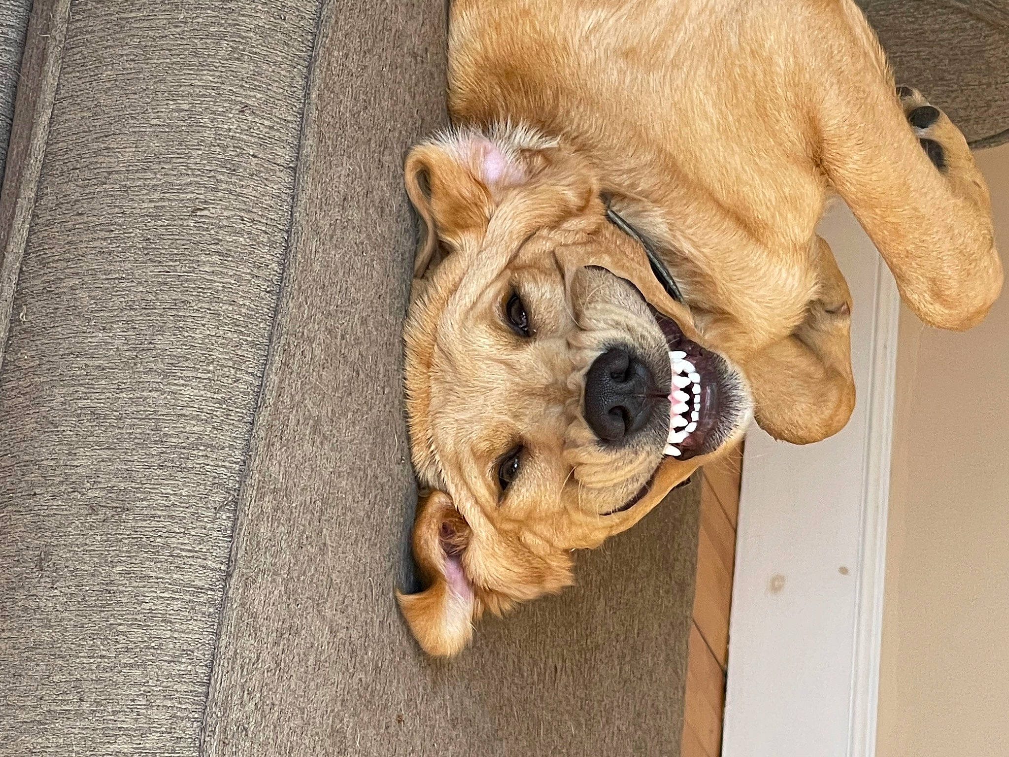 Booker joined the competition — help win amazing prizes! big_cats, canidae, canis, carnivore, companion_dog, dog, dog_breed, fawn, felidae, fur, non_sporting_group, paw, snout, sporting_group, street_dog, terrestrial_animal, whiskers, wood, working_animal, wrinkle