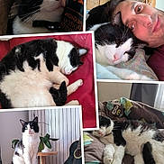 Choco participe au concours pour gagner de l'argent avec cette photo : animal, black_and_white, blanket, cat, collage, cozy, cute, furniture, guitar, home, indoor, person, pet, plant, portrait, relaxed, resting, sleeping, smiling, wooden_wall