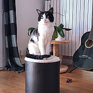 Choco a rejoint le concours — aidez-le/la à gagner de superbes lots ! cat, black_and_white, indoor, stool, plant, guitar, curtain, wooden_floor, potted_plant, furniture, pet, animal, domestic_cat, living_room, seated, fur, whiskers, ears, tail, eyes