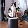 cat, black_and_white, indoor, stool, plant, guitar, curtain, wooden_floor, potted_plant, furniture, pet, animal, domestic_cat, living_room, seated, fur, whiskers, ears, tail, eyes