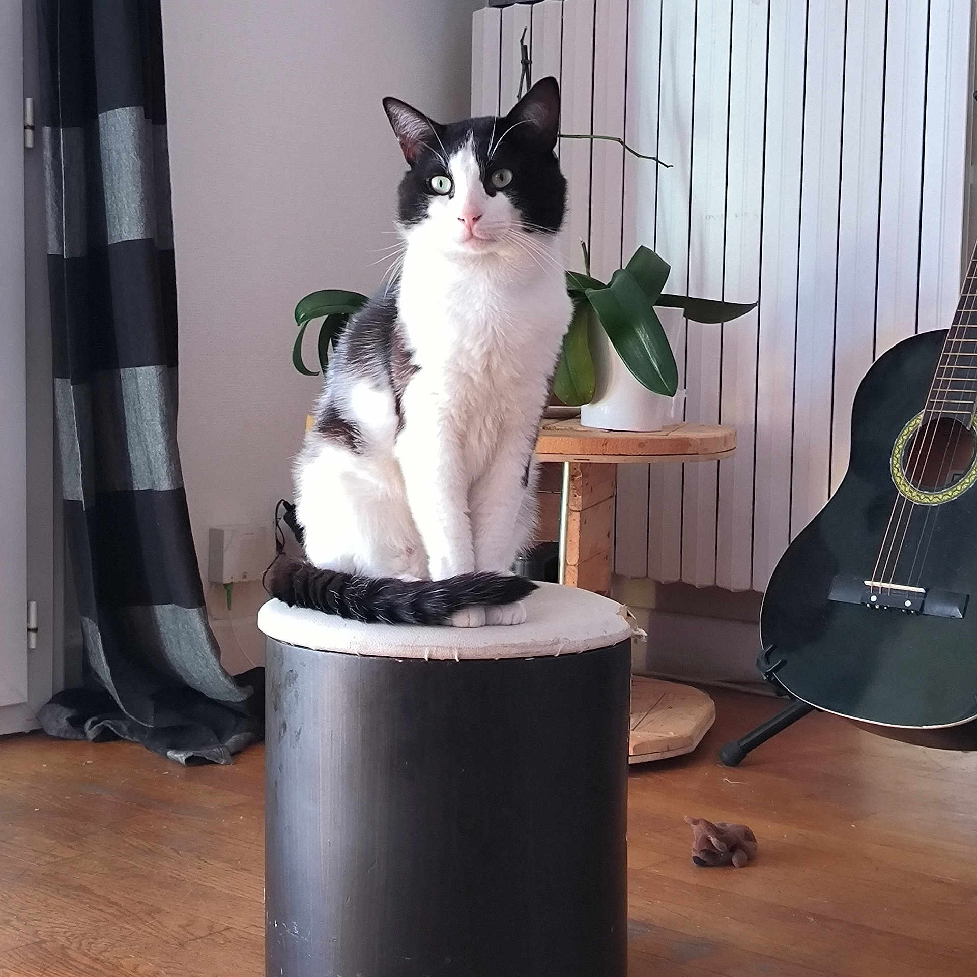 Choco a rejoint le concours — aidez-le/la à gagner de superbes lots ! cat, black_and_white, indoor, stool, plant, guitar, curtain, wooden_floor, potted_plant, furniture, pet, animal, domestic_cat, living_room, seated, fur, whiskers, ears, tail, eyes